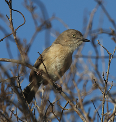 Newtonia brunneicauda