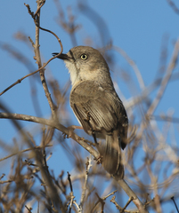 Newtonia brunneicauda