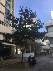 Magnoliopsida