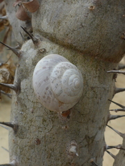 Kalidos