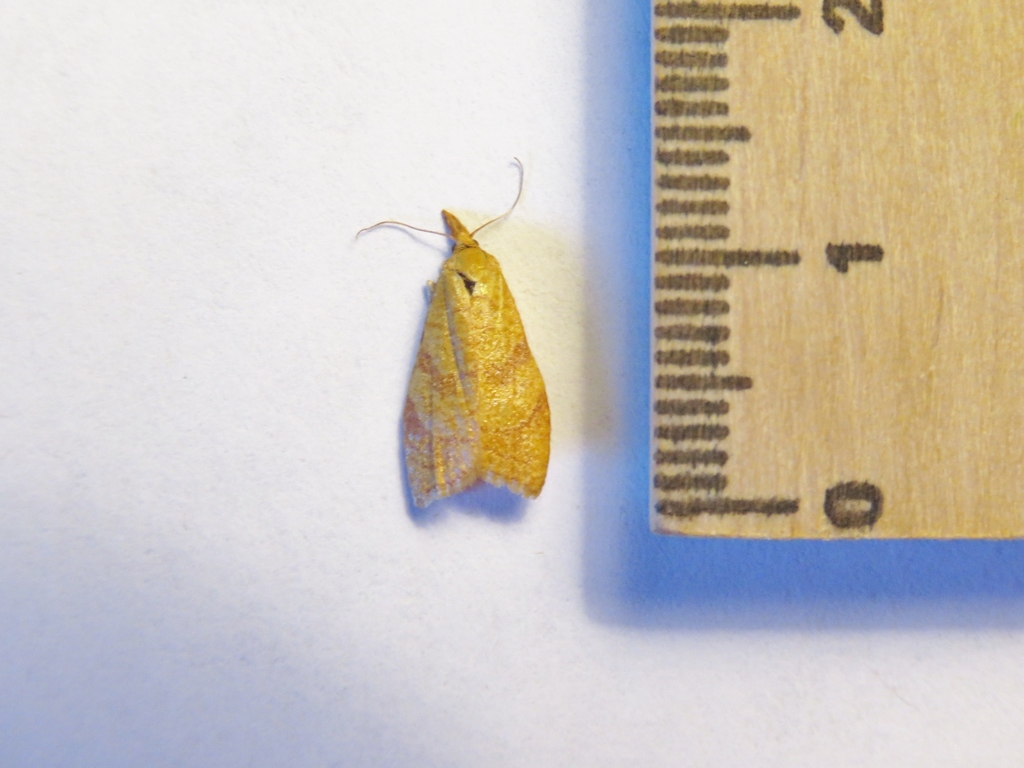 Sparganothis tunicana