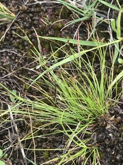 Schoenus maschalinus