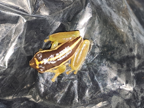 Litoria thesaurensis observed 2025-08-14