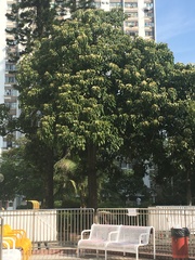 Sterculia monosperma
