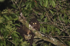 Hemibelideus lemuroides