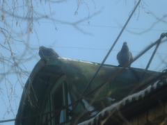 Columba livia domestica