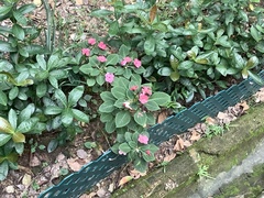 Impatiens walleriana