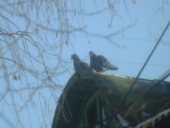 Columba livia domestica