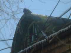 Columba livia domestica