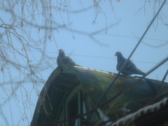 Columba livia domestica