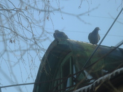 Columba livia domestica