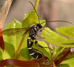 Metopius pollinctorius