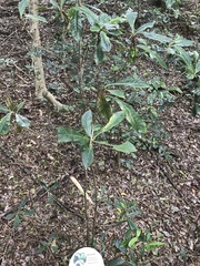 Pittosporum bracteolatum