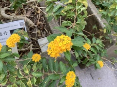 Lantana