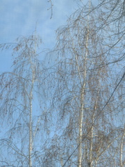 Betula