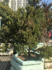 Juniperus chinensis