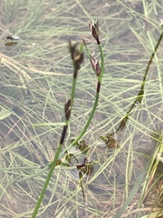 Schoenus maschalinus