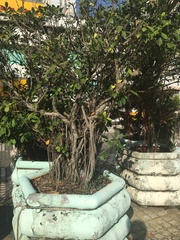 Magnoliopsida