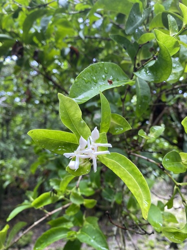 Ixora triantha observed 2025-08-22