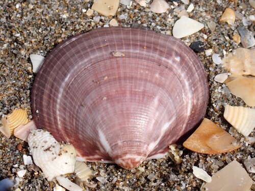 Violet Bittersweet Clam