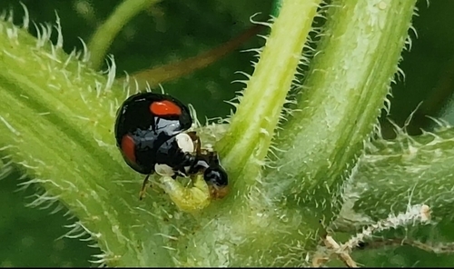 Asian Lady Beetle