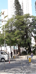 Delonix regia