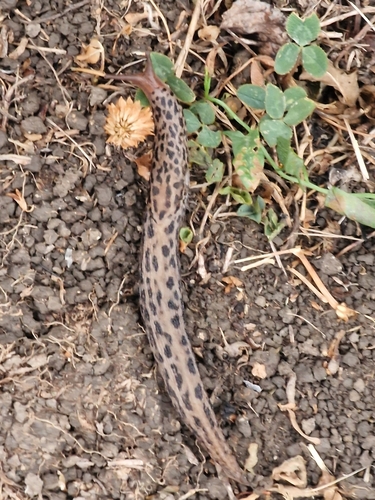 Leopard Slug