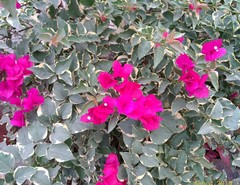 Bougainvillea glabra