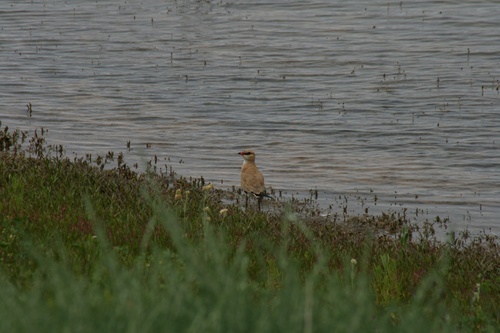 Australian Pratincole (Glareola isabella), photo 7