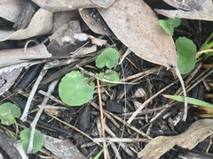 Centella cordifolia