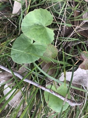 Centella cordifolia