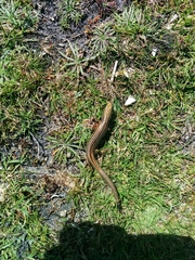 Pseudemoia pagenstecheri