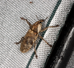 Hypolixus mastersii