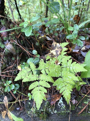 Oak fern (Gymnocarpium dryopteris)