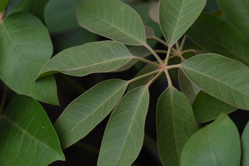 Heptapleurum minutistellatum (Heptapleurum minutistellatum)