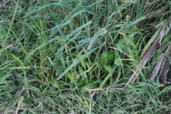 Hordeum murinum murinum