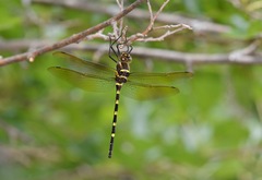 Macromia pacifica × taeniolata