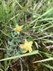Hypericum gramineum