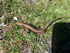 Pseudemoia pagenstecheri