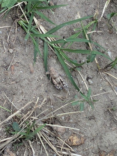 Blue-winged Grasshopper
