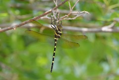 Macromia pacifica × taeniolata