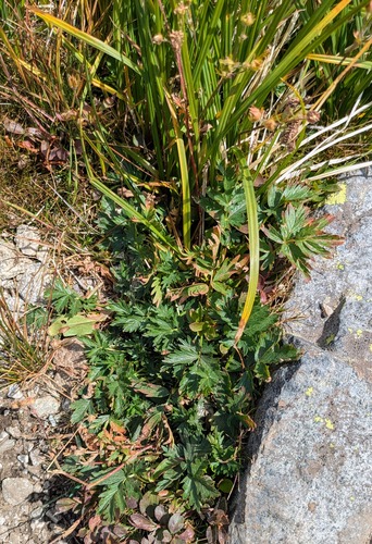 Drummond's cinquefoil (Potentilla drummondii)