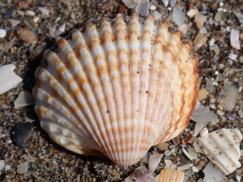 Rough Cockle