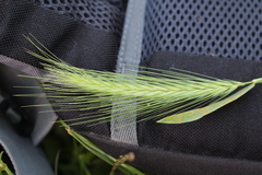 Hordeum murinum murinum