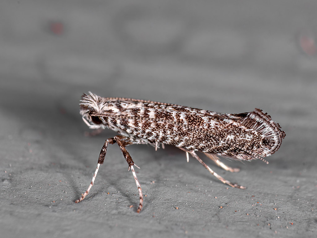 Parornix anguliferella