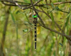 Macromia pacifica × taeniolata