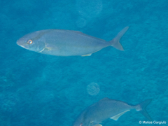 Greater amberjack