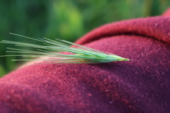 Hordeum murinum murinum
