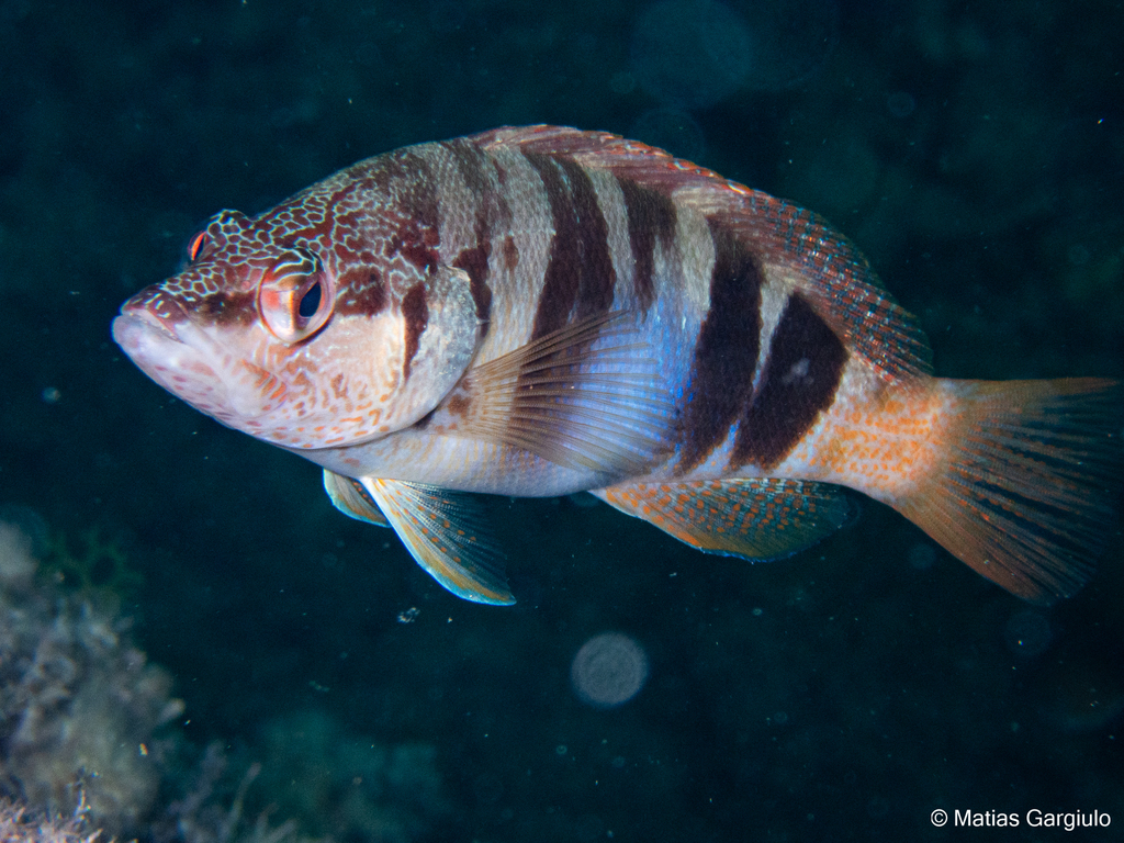 Painted comber (Serranus scriba) — Serranidae