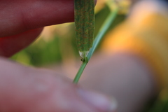 Hordeum murinum murinum